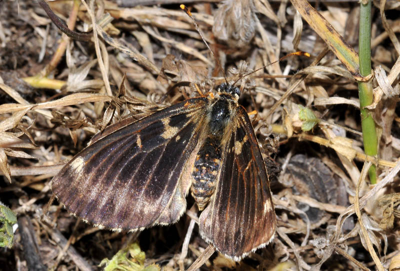 Nymphalidae indeterminata